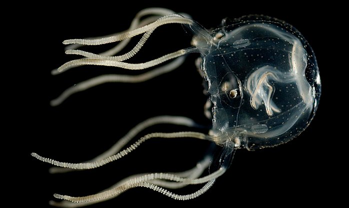 CompRas Пресс-релизы и новости